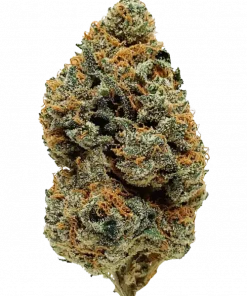 Green Goblin, tatlı ve toprak aromasıyla öne çıkan Sativa baskın bir türdür. Yaratıcılığınızı artıracak genetik yapısını keşfedin ve etkilerini görüntüleyin.