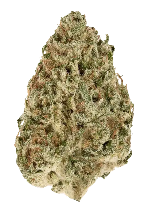 Green Gummy, tatlı şekerleme aroması ve mutlu edici etkileriyle bilinen indica baskın bir türdür. Yüksek reçine içeriğiyle dikkat çeker. Özelliklerini keşfedin.