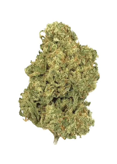 Green Highlighter, tatlı narenciye aroması ve dengeli genetiğiyle öne çıkan bir hibrit türdür. Öforik etkilerini ve rahatlatıcı yapısını keşfedin.