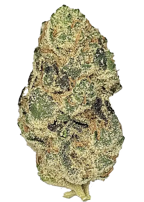 Green Lantern, çam ve narenciye aromalarıyla öne çıkan Sativa baskın bir türdür. Enerji verici etkileriyle gün boyu zinde kalın. Özelliklerini keşfedin.