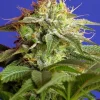 Green Poison Fast Version Feminized Esrar Tohumu (Sweet Seeds)