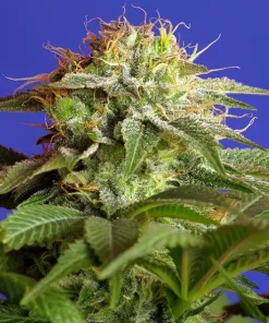 Green Poison Feminized Esrar Tohumu (Sweet Seeds)