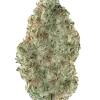 Green Ribbon, çam aromaları ve dengeli etkisiyle bilinen bir Sativa baskın türdür. Net ve odaklı bir deneyim için genetik yapısını keşfedin.