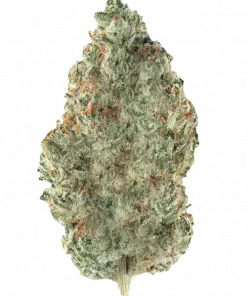 Green Ribbon, çam aromaları ve dengeli etkisiyle bilinen bir Sativa baskın türdür. Net ve odaklı bir deneyim için genetik yapısını keşfedin.