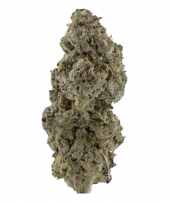 Gridlock, tatlı ve baharatlı aromalarıyla öne çıkan Indica dominant bir türdür. Rahatlatıcı etkileriyle uykusuzluğa iyi gelir. Bu eşsiz türü keşfedin.