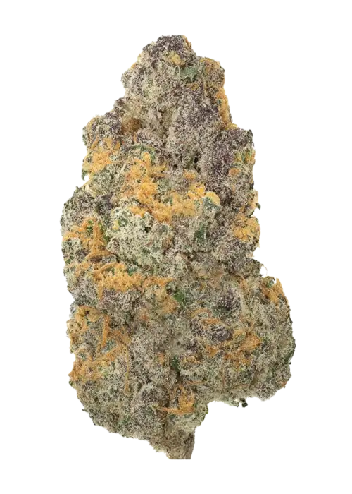 Girl Scout Cookies, tatlı aroması ve dengeli etkisiyle bilinen Indica dominant bir türdür. GSC'nin genetik yapısını ve eşsiz deneyimini keşfedin.