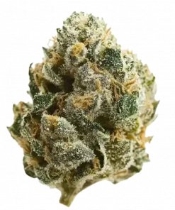 Guava, yakıtımsı ve meyvemsi aromalarıyla öne çıkan Sativa baskın bir türdür. Yüksek THC içeriğiyle bilinir. Bu eşsiz türü keşfedin.