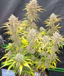 Guava Auto Fem Esrar Tohumu (Fast Buds)