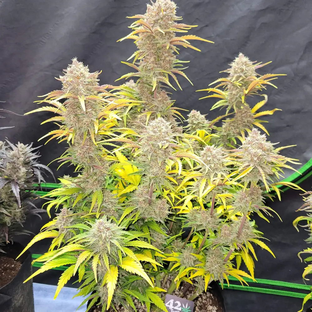 Guava Auto Fem Esrar Tohumu (Fast Buds)