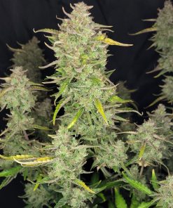 Guava Auto Fem Esrar Tohumu (Fast Buds)