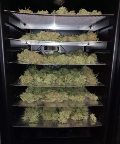 Guava Auto Fem Esrar Tohumu (Fast Buds)