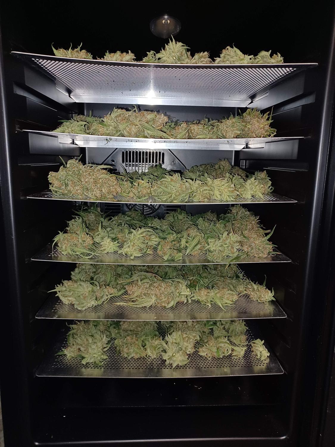 Guava Auto Fem Esrar Tohumu (Fast Buds)