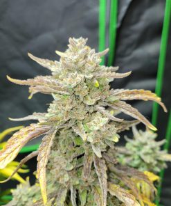 Guava Auto Fem Esrar Tohumu (Fast Buds)