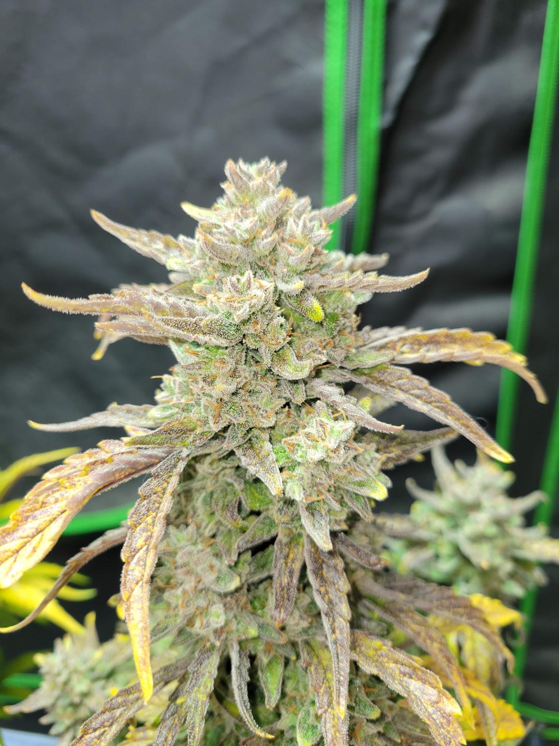 Guava Auto Fem Esrar Tohumu (Fast Buds)