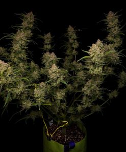 Guava Auto Fem Esrar Tohumu (Fast Buds)