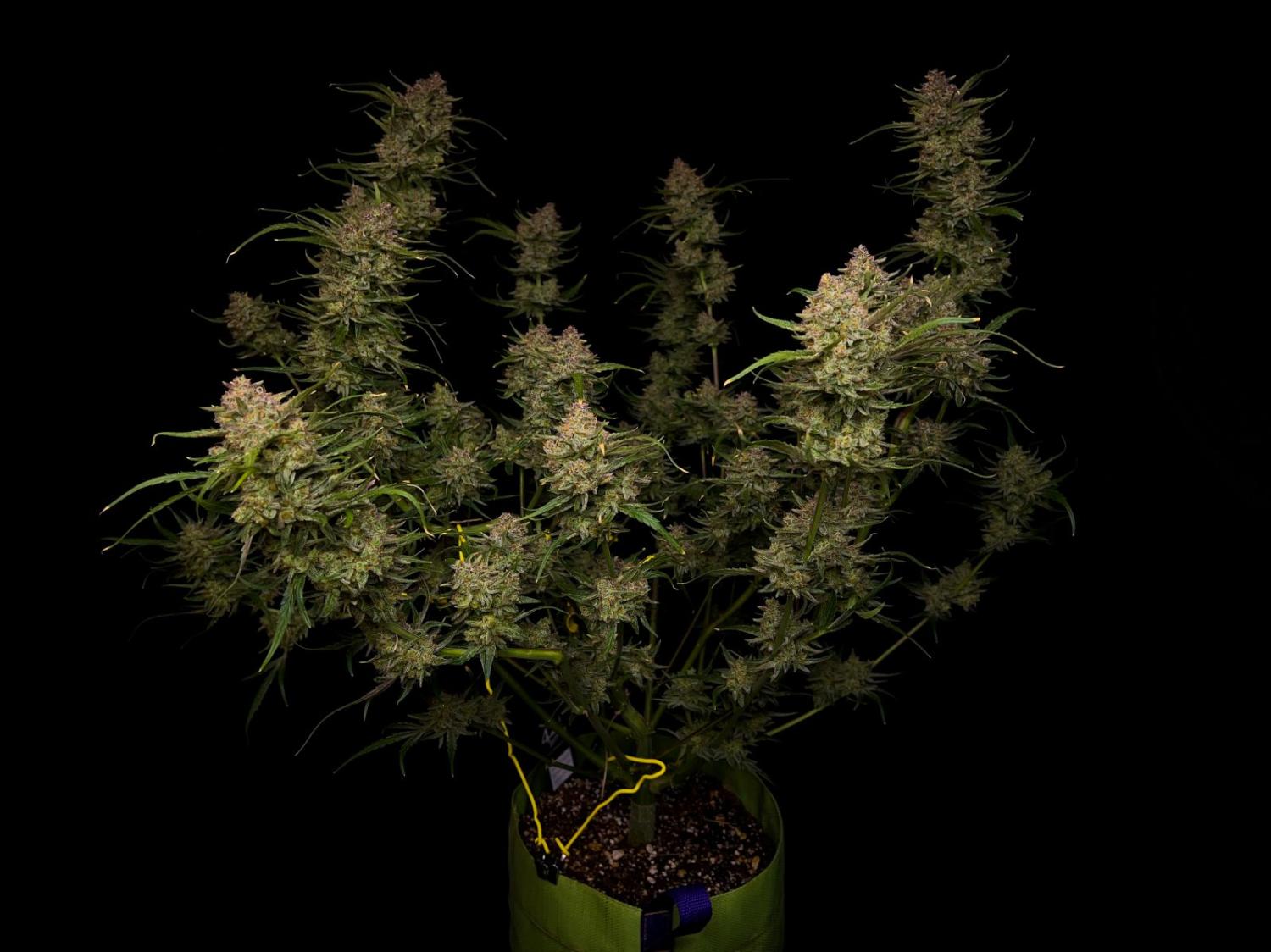 Guava Auto Fem Esrar Tohumu (Fast Buds)