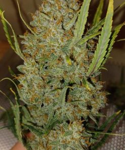 Guava Auto Fem Esrar Tohumu (Fast Buds)