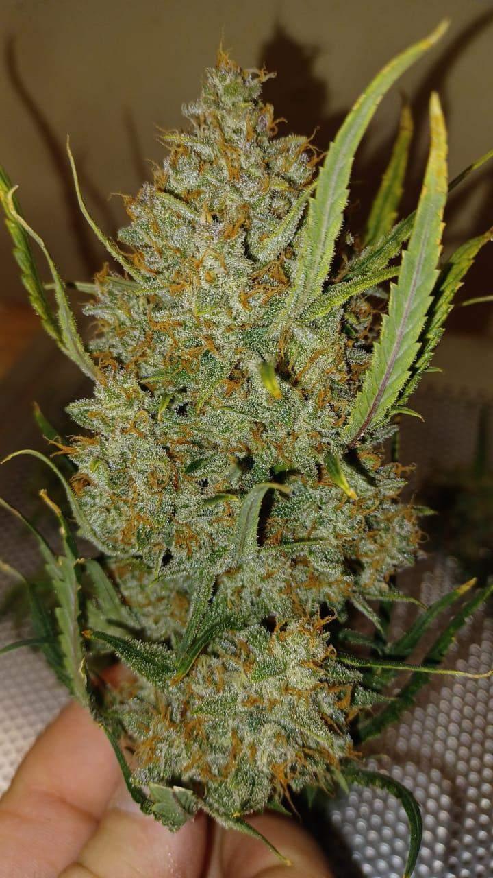 Guava Auto Fem Esrar Tohumu (Fast Buds)