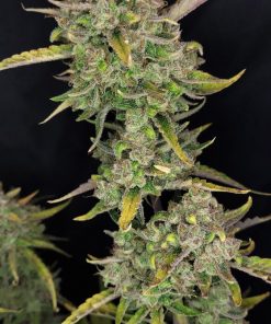 Guava Auto Fem Esrar Tohumu (Fast Buds)