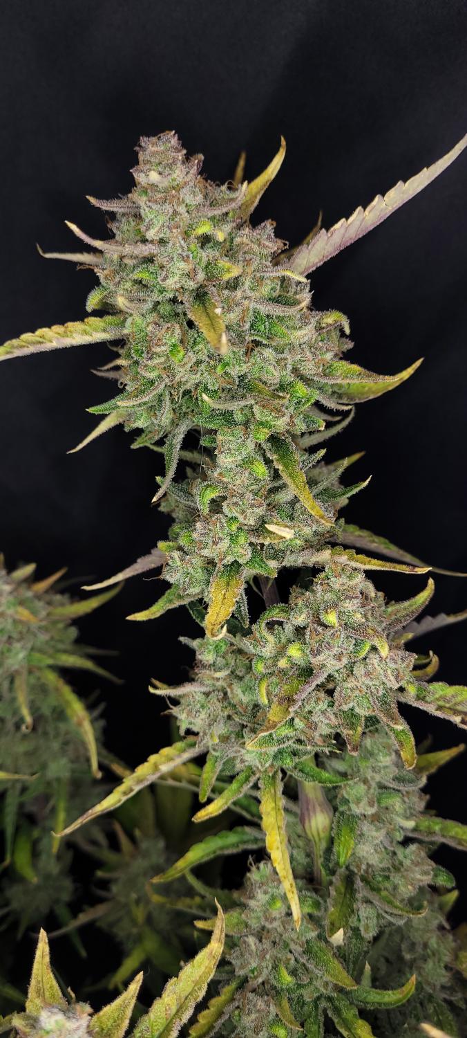 Guava Auto Fem Esrar Tohumu (Fast Buds)
