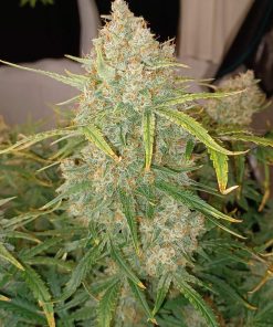 Guava Auto Fem Esrar Tohumu (Fast Buds)