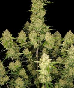 Guava Auto Fem Esrar Tohumu (Fast Buds)