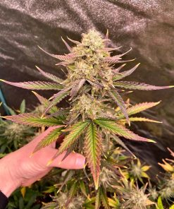 Guava Auto Fem Esrar Tohumu (Fast Buds)