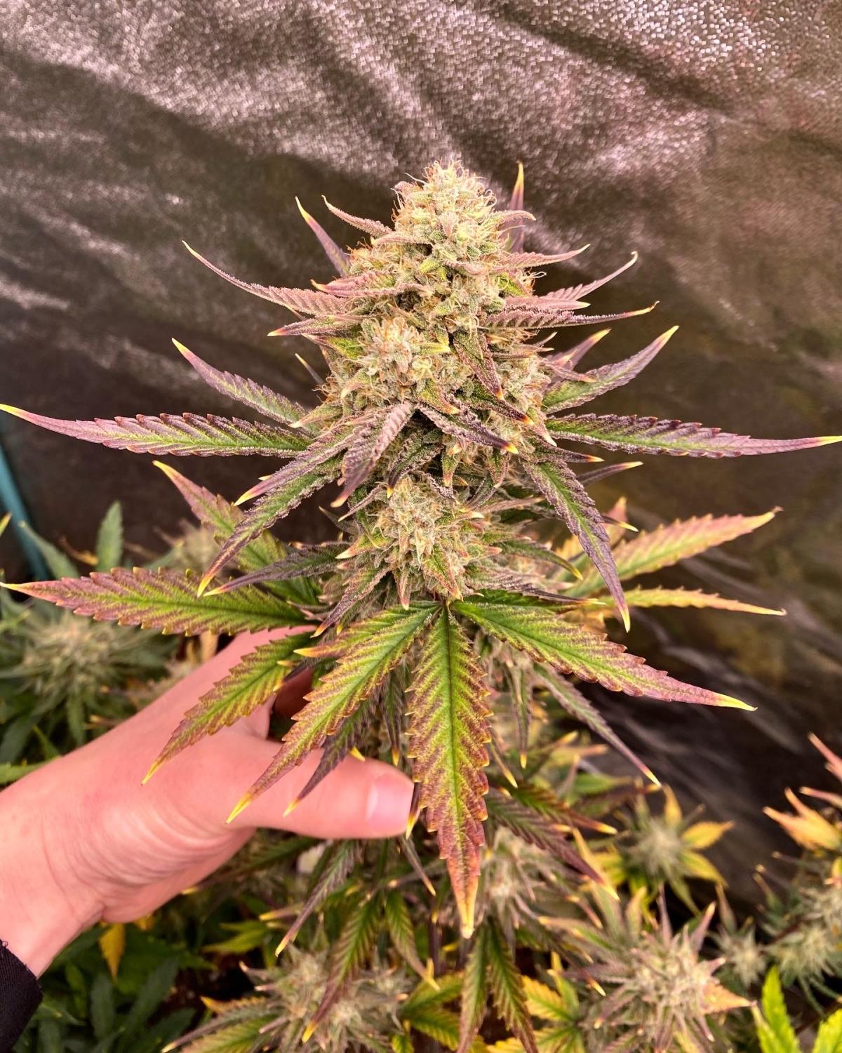 Guava Auto Fem Esrar Tohumu (Fast Buds)