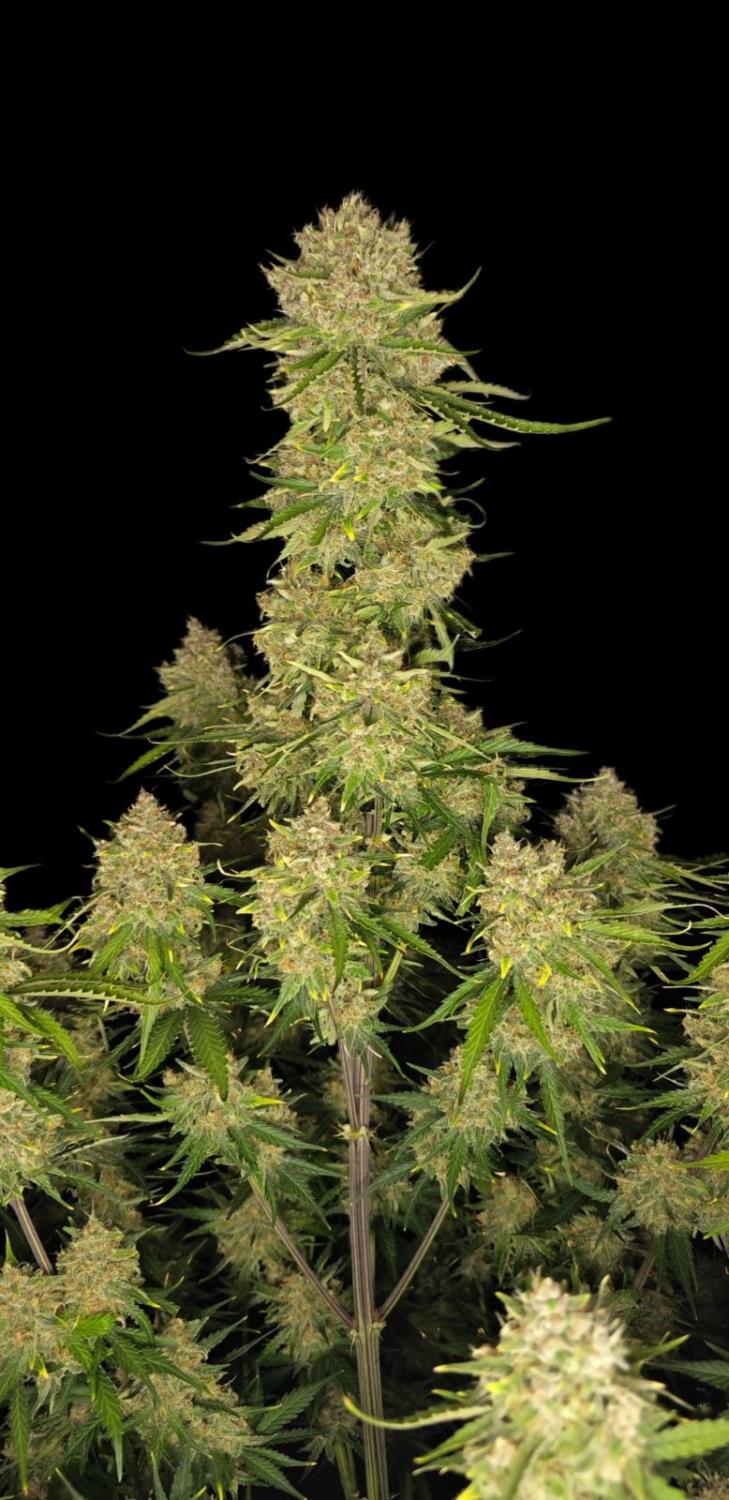 Guava Auto Fem Esrar Tohumu (Fast Buds)