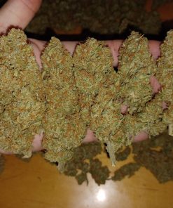 Guava Auto Fem Esrar Tohumu (Fast Buds)