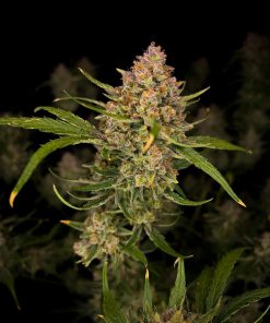 Guava Auto Fem Esrar Tohumu (Fast Buds)