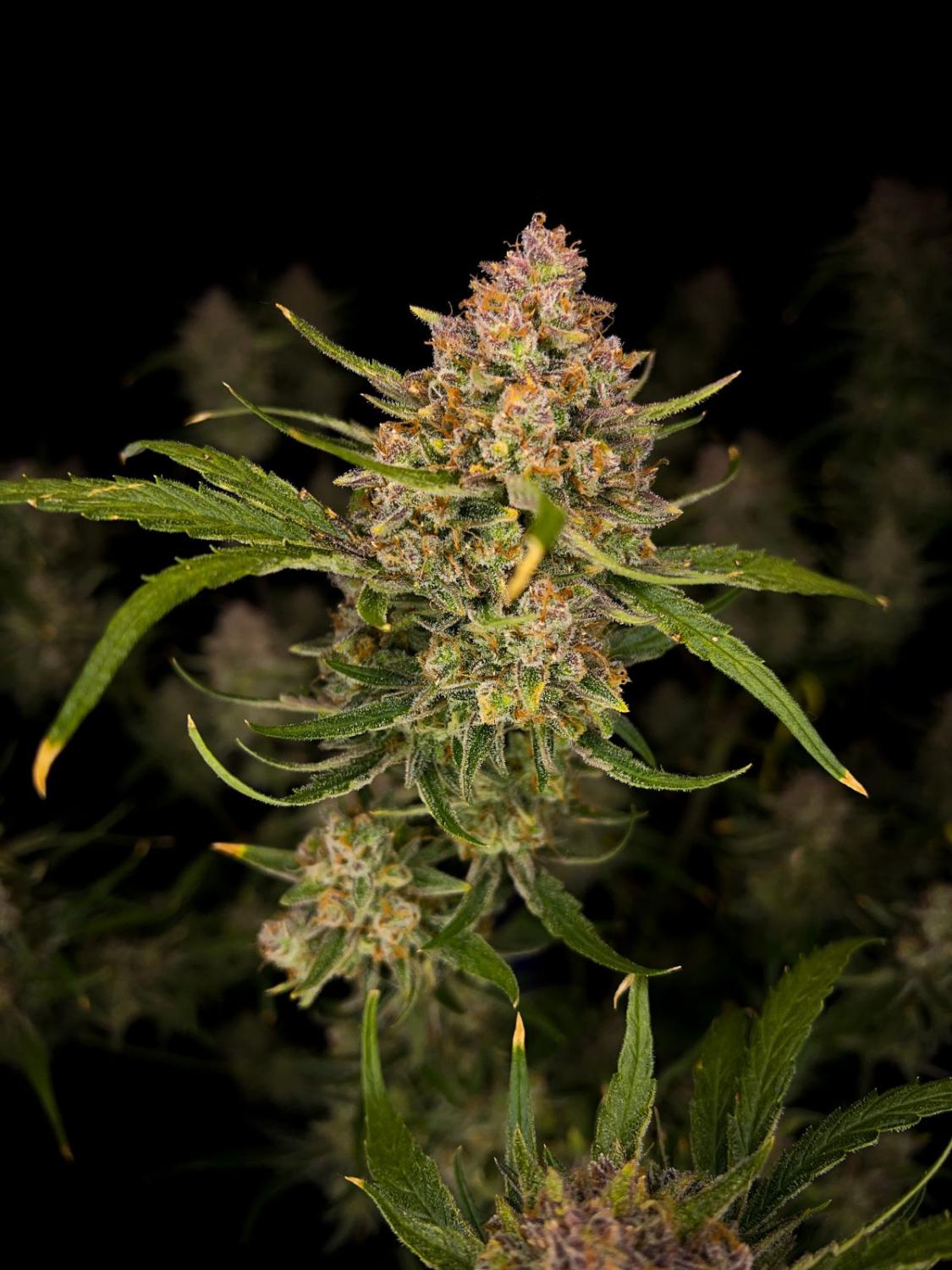 Guava Auto Fem Esrar Tohumu (Fast Buds)