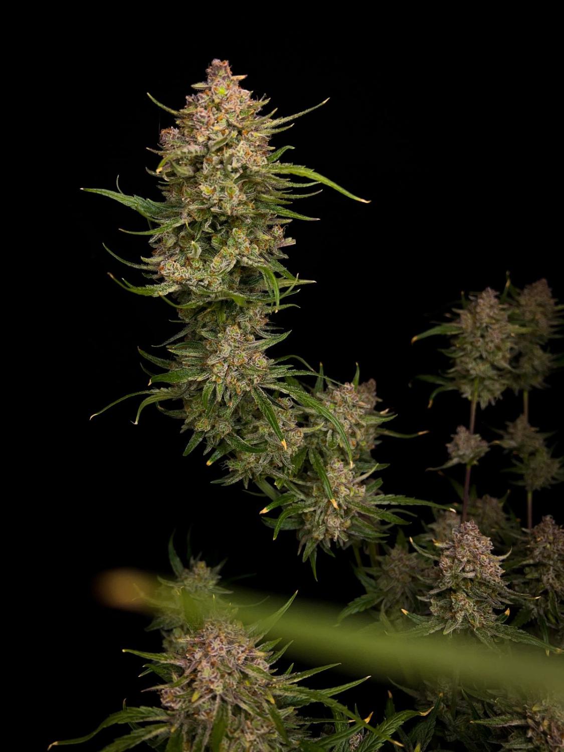 Guava Auto Fem Esrar Tohumu (Fast Buds)