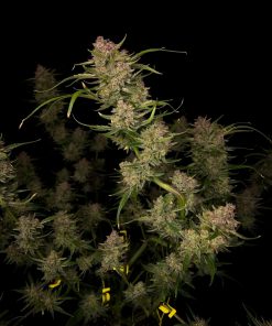 Guava Auto Fem Esrar Tohumu (Fast Buds)