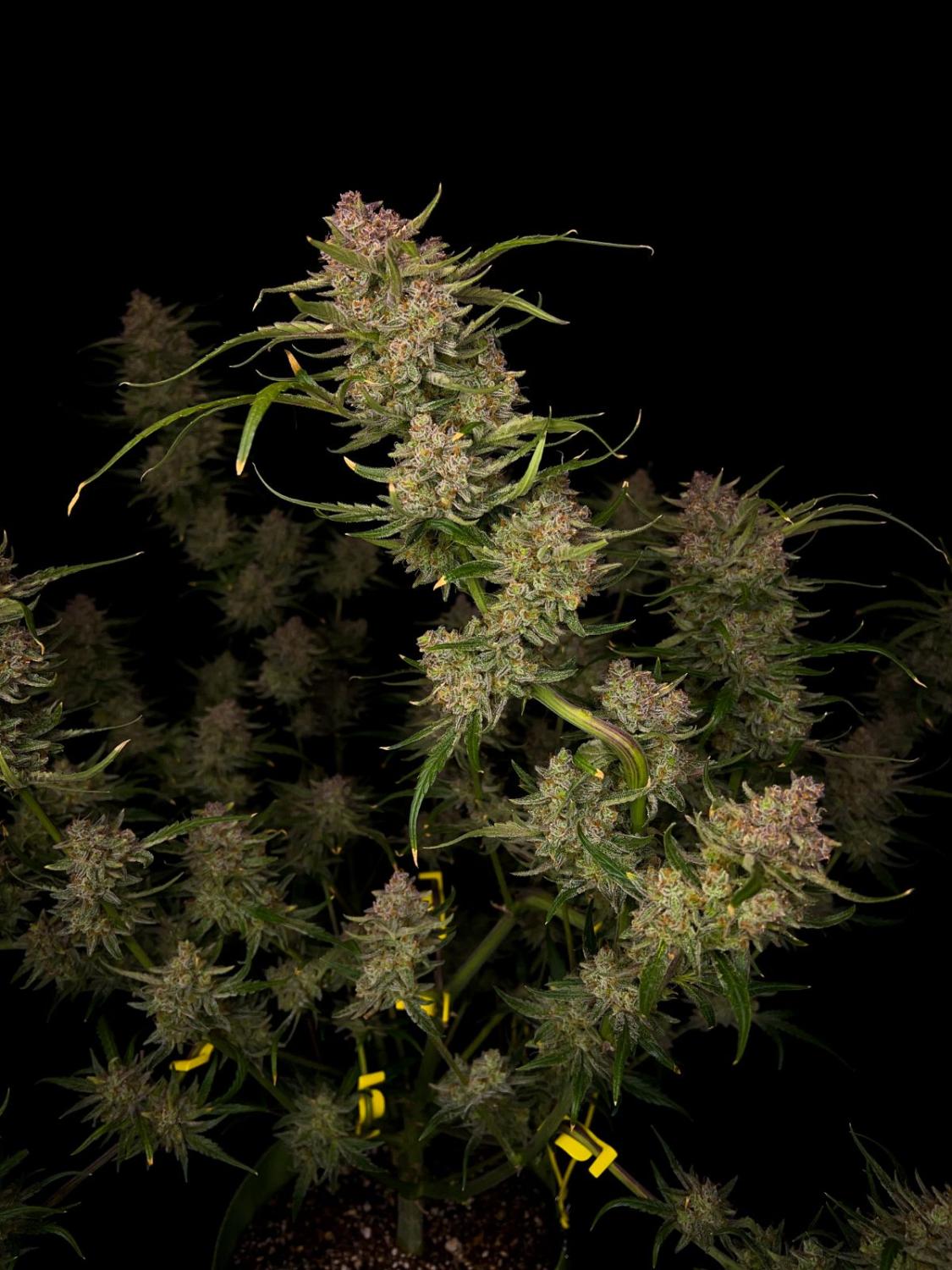 Guava Auto Fem Esrar Tohumu (Fast Buds)