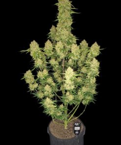Guava Auto Fem Esrar Tohumu (Fast Buds)