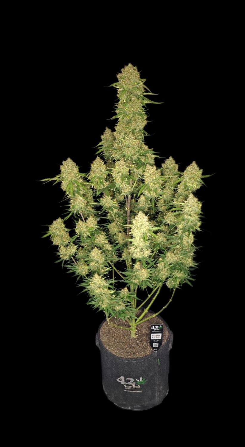 Guava Auto Fem Esrar Tohumu (Fast Buds)