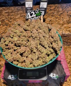 Guava Auto Fem Esrar Tohumu (Fast Buds)