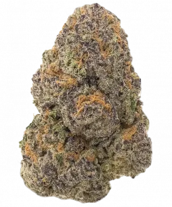 Guava Auto RF3, tatlı guava aroması ve dengeli genetiğiyle öne çıkan bir hibrit türdür. Yüksek verim ve dayanıklılık sunar. Özelliklerini keşfedin.