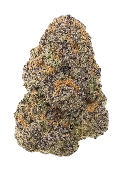 Guava Auto RF3, tatlı guava aroması ve dengeli genetiğiyle öne çıkan bir hibrit türdür. Yüksek verim ve dayanıklılık sunar. Özelliklerini keşfedin.