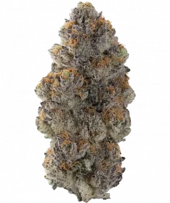 Guava Bomba, tropikal guava aroması ve yüksek THC içeriğiyle bilinen bir hibrit türdür. Sakinleştirici etkileri ve genetik yapısını keşfedin.