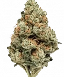 Guava Cake, tropikal meyve aromaları ve -30 THC oranıyla öne çıkan indica baskın bir türdür. Rahatlatıcı etkileriyle bilinen bu özel türü keşfedin.