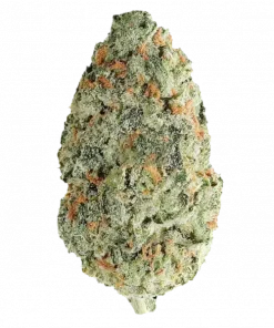 Guava Geisha, tropikal guava aroması ve dengeli etkileriyle öne çıkan Sativa baskın bir türdür. Yaratıcılığı keşfedin ve rahatlayın. Hemen görüntüleyin.