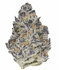 Guava Jam, çilek ve narenciye aromalarıyla öne çıkan dengeli bir hibrit türüdür. Yaratıcılığı artıran bu türün genetik yapısını keşfedin ve etkilerini görüntüleyin.