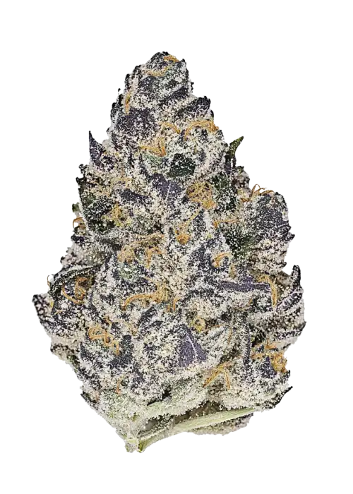 Guava Jam, çilek ve narenciye aromalarıyla öne çıkan dengeli bir hibrit türüdür. Yaratıcılığı artıran bu türün genetik yapısını keşfedin ve etkilerini görüntüleyin.