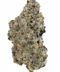 Guava Lava Dawg, guava aromaları ve yüksek THC içeriğiyle bilinen dengeli bir hibrit türdür. Stres ve anksiyeteye karşı potansiyel faydalarını keşfedin.