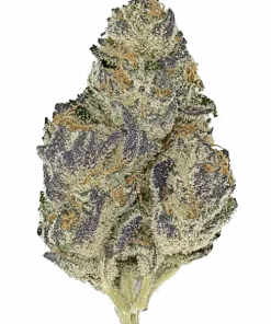 Guava Root GMO, kimyasal limon aroması notaları ve THC oranıyla öne çıkan Indica baskın bir türdür. Benzersiz aromasını ve etkilerini keşfedin.