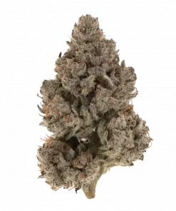 Guava Shockers, meyvemsi aroması ve THC oranıyla öne çıkan Indica baskın türdür. Yatıştırıcı etkilerini ve genetik yapısını keşfedin.