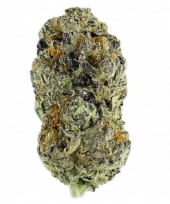 Guava Tartz, tropikal guava aroması ve 'ye varan THC içeriğiyle öne çıkan Sativa baskın bir türdür. Canlandırıcı etkilerini ve genetik yapısını keşfedin.