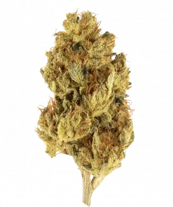 Gucci Bang, yakıtımsı aroması ve rahatlatıcı etkisiyle bilinen Indica baskın bir türdür. Yüksek THC içeriğiyle öne çıkar. Genetik yapısını keşfedin ve detayları görüntüleyin.